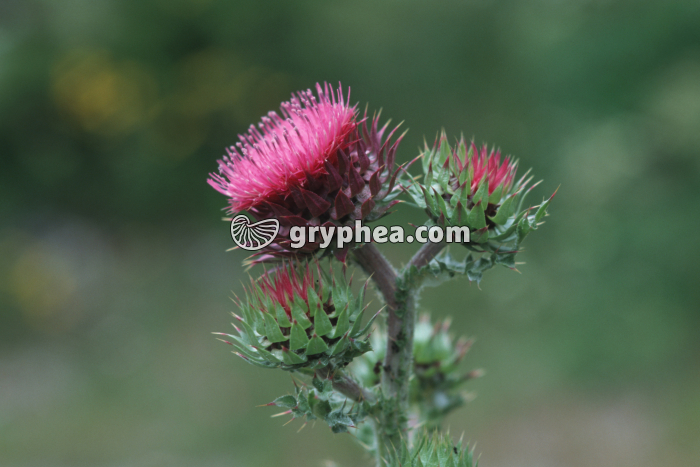 Chardon commun (Carduus sp.) - inflorescence - gryphea.org